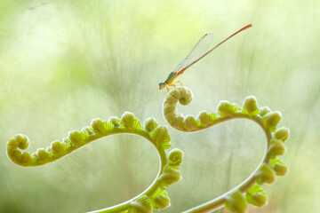 Beatiful Dragonfly on Unique Plants
