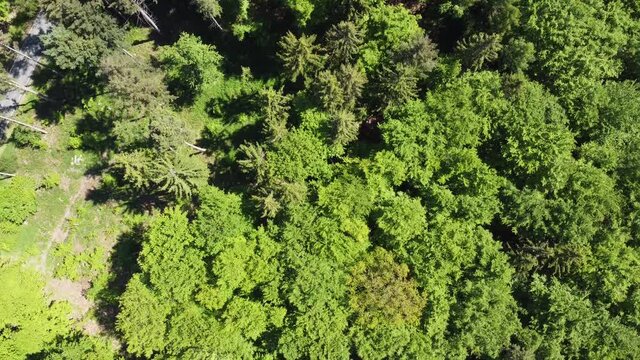 &Uuml;berflug Wald / Luftaufnahme Wald 
