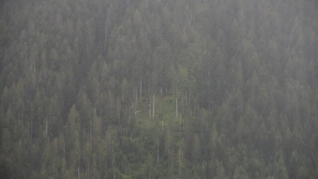 una forte pioggia e una belle foresta verde in montagna fa da sfondo