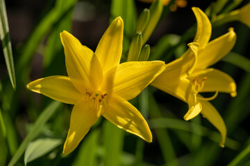 Beautiful yellow blooming lily on a blurred green natural background.