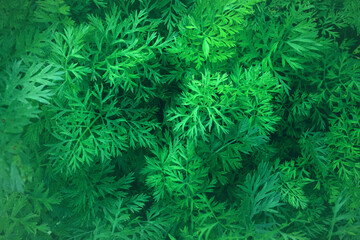Naklejka na ściany i meble Green leaves texture background. Leaf background