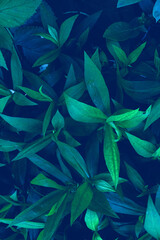 Green leaves texture background. Leaf background