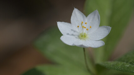 Fototapeta premium Trientalis europaea. Macro photo of a beautiful white flower