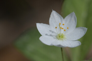 Trientalis europaea. Macro photo of a beautiful white flower
