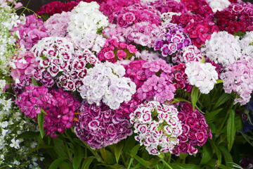 Garden plant hortensia in strong red colors, white and bicolor. 