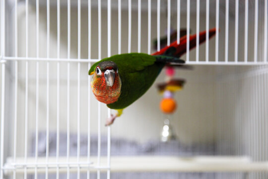 bird outside a cage