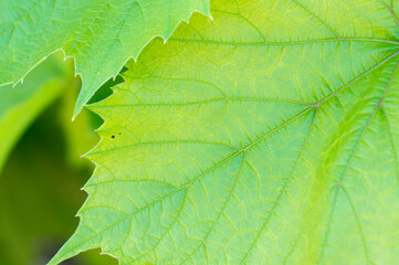 green Grape leaves in the garden, close-up