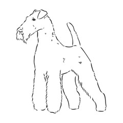 Airedale Terrier Dog. hand drawn. Vector illustration