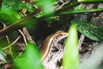 The baby monitor lizard on the tree. Newly hatched monitor lizard on tree.