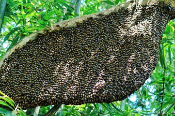 A single large giant honey bee comb hangs under tree branches partly covered by worker bees. Honeybee swarm hanging at the tree in nature.