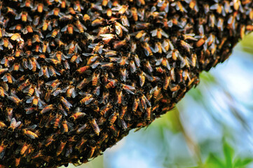 Selective focus. Close up of bees. Swarm of bees, their thousands and the queen bee. Catching the...