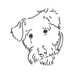 Airedale Terrier Dog. hand drawn. Vector illustration