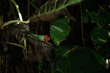 Zielono czerwony kameleon na tle tropikalnych roślin.