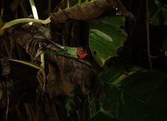 Zielono czerwony kameleon na tle tropikalnych roślin. - obrazy, fototapety, plakaty