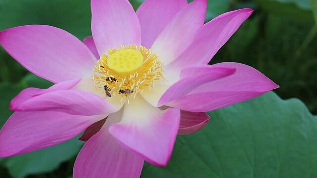 Beautiful pink pollen lotus flower insect bee flies with pollen in the lake, pure pink lotus flower green leaf.