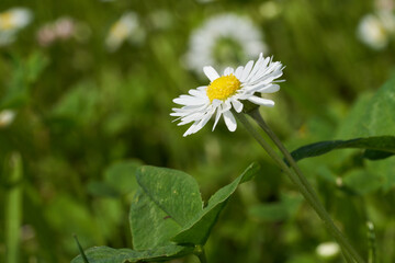 Wild flower Bellis perennis in garden. Known as common daisy, lawn daisy or English daisy. White flower with yellow disc growing in grass. © Igor Kramar