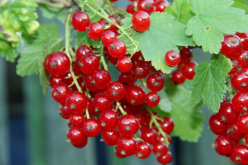red currant on a bush