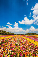 Beautiful field of flowers