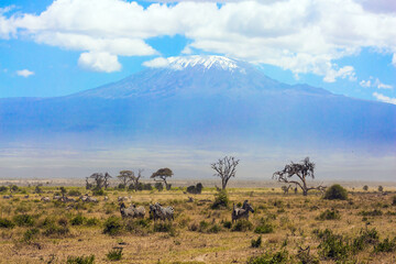 Large herd of zebras graze