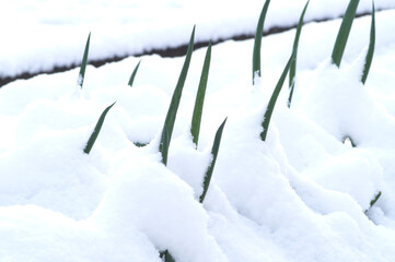タマネギ畑を覆った雪　冬