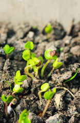 Small green seedling in the ground. Seedling cabbage plant. Agriculture concept. Small depth of field.