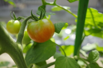 憧れの自給自足の生活