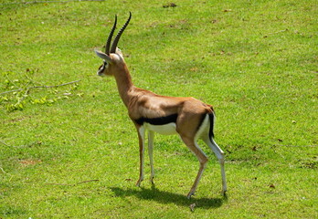 A Thomson's Gazelle standing on the grass field