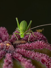 Speckled bush cricket on poppy seed capsule