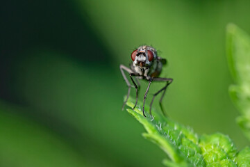 Fly rests on plant leaf