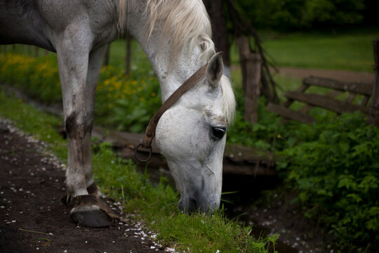 Photo of a horse. Horse portrait. 