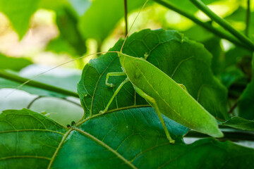 Zielony owad, konik polny siedzący na liściu, zbliżenie na zwierzę.