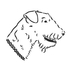 Airedale Terrier Dog. hand drawn. Vector illustration
