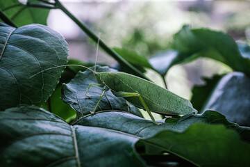 Zielony owad, konik polny siedzący na liściu, zbliżenie na zwierzę.
