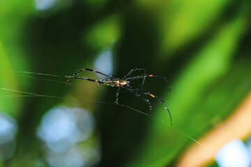Spider sitting on the web with green background. Dewdrops on spider web (cobweb) closeup with green and bokeh background for the wallpaper.