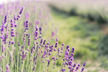 Panorama of lavender field morning summer blur background. Summer lavender. Floral background. Shallow depth of field