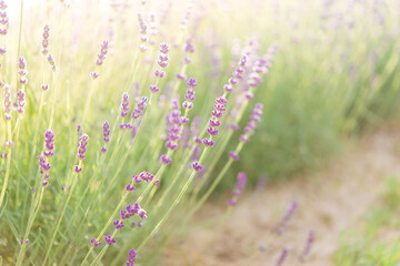 Panorama of lavender field morning summer blur background. Summer lavender. Floral background. Shallow depth of field