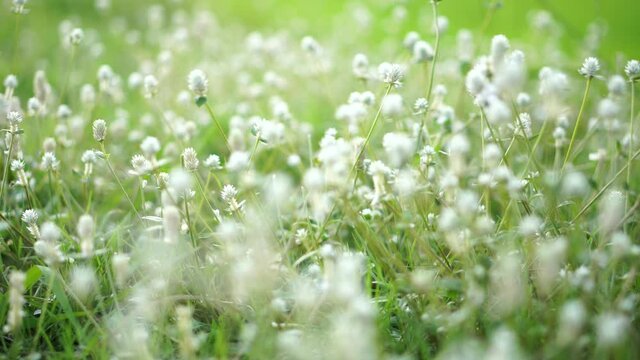 Close-up white flowers on the grass