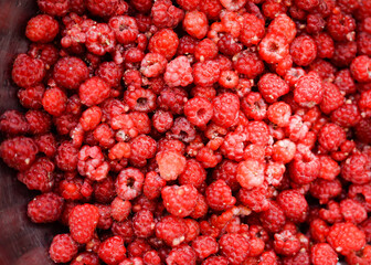 Raspberries background. Fresh red berries of ripe raspberries	
