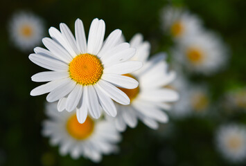 Fototapeta premium Chamomile flower on a green meadow. Daisies, Dox-eye flower