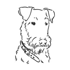 Airedale Terrier Dog. hand drawn. Vector illustration