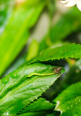 Lynx spider (Oxyopidae) hunting a green caterpillar. Spider hunting closeup on green leaves. Macro...
