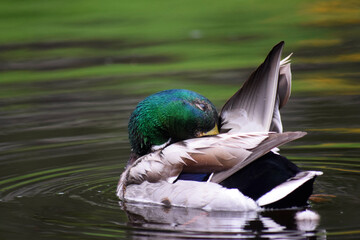 Ente schwimmend