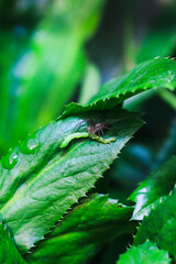 Lynx spider (Oxyopidae) hunting a green caterpillar. Spider hunting closeup on green leaves. Macro...