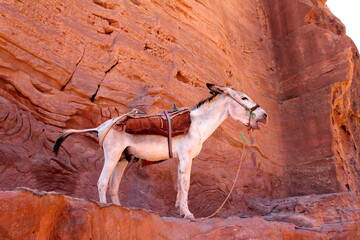 White donkey  on a red rock in Petra Jordan braying, via from bottom