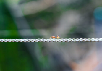 Shot near the red ant, climb the rope. Ants on rope blur and greenbackground.