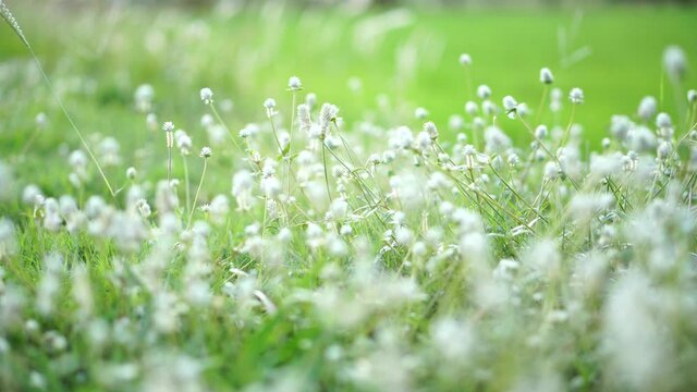 
Close-up white flowers on the grass