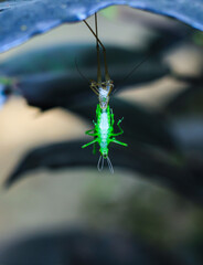 Rare photography. Green grasshopper changing own shell. Grasshopper change shell in leaves for wallpaper. Transformation and new life concept.