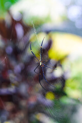 Spider sitting on the web closeup with green and bokeh background for the wallpaper.
