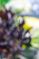 Spider sitting on the web closeup with green and bokeh background for the wallpaper.