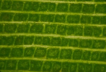 Close up texture of plants cells.